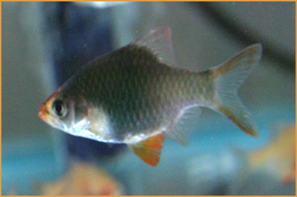 www.israquarium.co.il